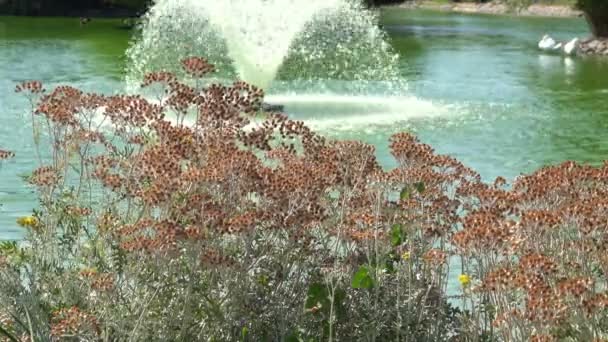 Bitkilerin Arkasından Göl Çeşme Görünümü — Stok video
