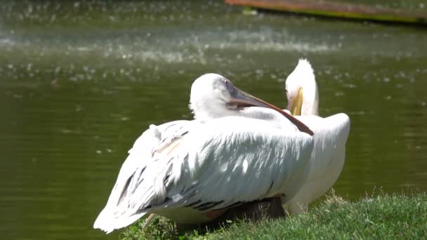 Pelican Sitter Valentine Lake — Stockvideo