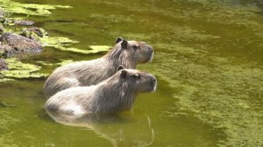 Gölette İki Capybara