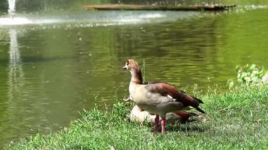 Gölün Yanında Duran Ördekler