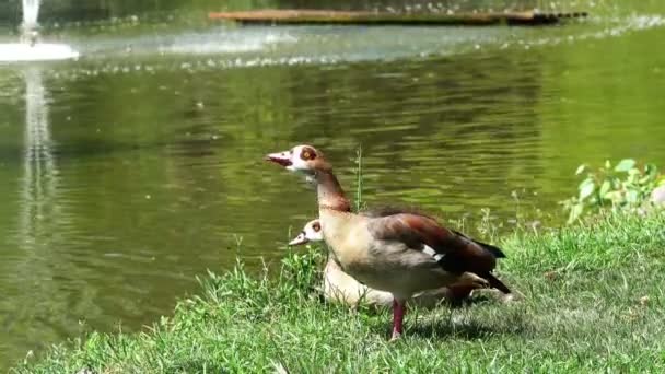 鸭子站在湖边 — 图库视频影像