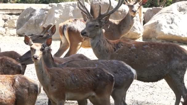 Herd Deer Gathered Hot Air — Stock Video