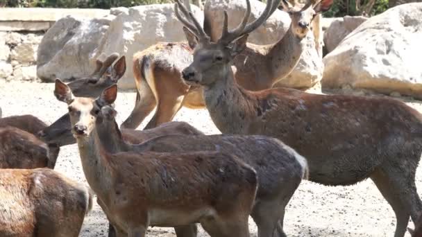 Flock Rådjur Samlades Varmluft — Stockvideo