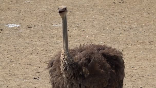 Lonely Ostrich Looking Camera — Stock Video