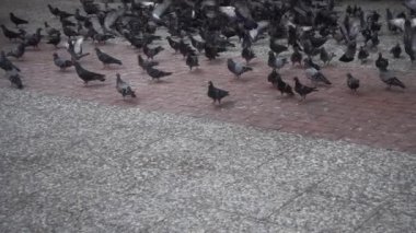 Uçan ve beton zeminde yürüyen güvercin sürüsü