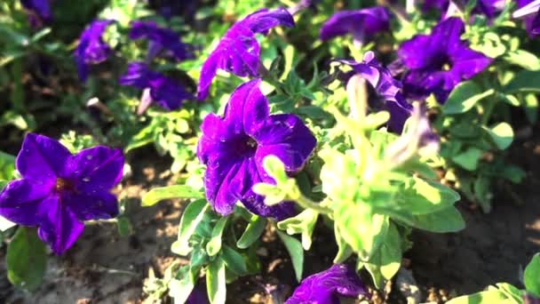 Muy Bonito Primer Plano Dolly Shot Purple Flowers Filmación — Vídeos de Stock