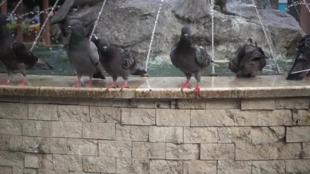 Troupeau Pigeons Debout Eau Potable Dans Fontaine Ville — Video