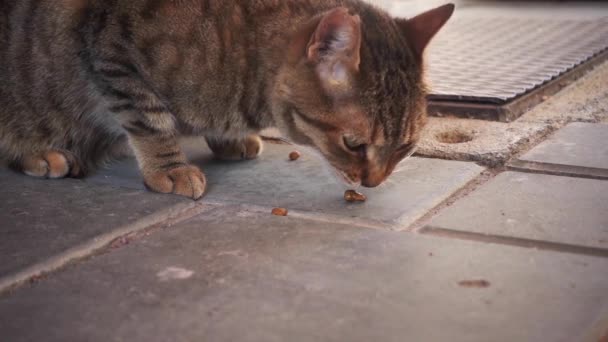 Straßenkatze Frisst Auf Dem Betonboden — Stockvideo