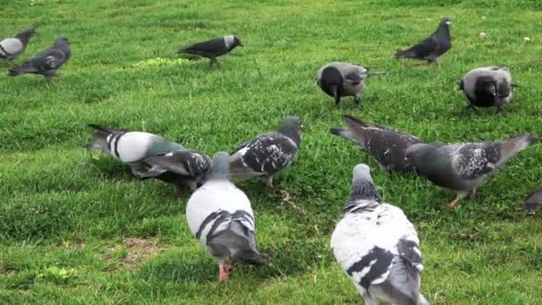 Uccelli Selvatici Molto Belli Che Nutrono Filmati Erba — Video Stock