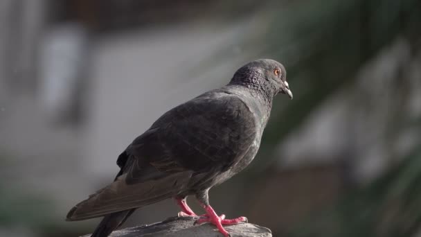 Дуже Хороший Timid Дитина Pigeon Кадри — стокове відео