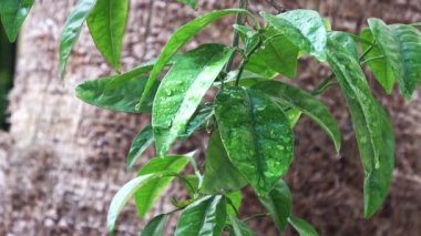 Yapraklara Çok Güzel Yağmur Görüntüsü.