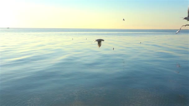 Gaivota Voando Céu — Vídeo de Stock