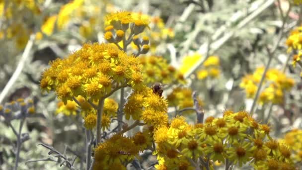 Velmi Pěkné Detail Včely Sbírající Pyl Žlutého Květu Záběry — Stock video