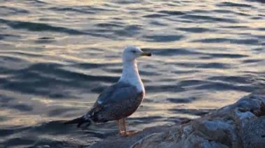 Çok Güzel Martı sahilin kayalıklarında sabırla kamera görüntülerini bekliyor..