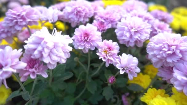 Zeer Mooie Licht Roze Bloementuin Beelden — Stockvideo