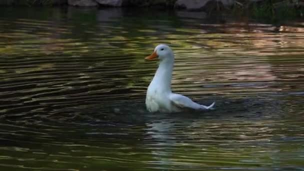 Very Nice White Duck Swimming Pond Footage — Stock Video