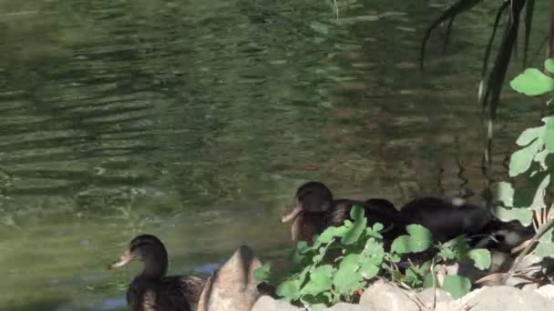 Canards Battant Ses Ailes Sur Lac Avec Bec Jaune — Video
