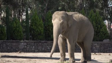 Çok Güzel Bir Fil Tozu Banyo Görüntüsü.