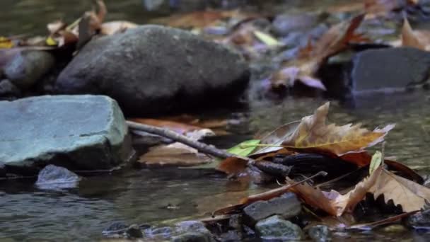 Molto Bello Primo Piano Foglie Autunno Essiccate Piedi Filmati Acqua — Video Stock