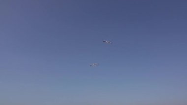 Uçan ve gökyüzünde süzülen martı sürüsü