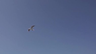 Uçan ve gökyüzünde süzülen martı sürüsü