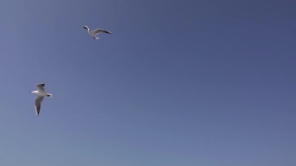 Bandada Gaviotas Volando Volando Por Cielo — Vídeos de Stock