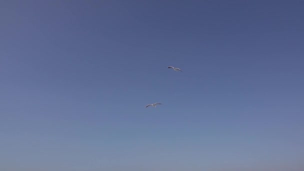 Bandada Gaviotas Volando Volando Por Cielo — Vídeos de Stock