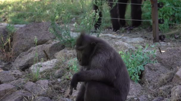 Πολύ Ωραία Στοχαστική Μοναχική Πίθηκος Πλάνα — Αρχείο Βίντεο