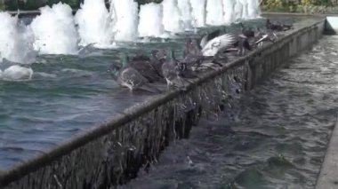 Çeşmenin üstünde duran çok güzel güvercin..