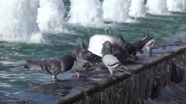 非常漂亮的鸽子站在水泉上 — 图库视频影像