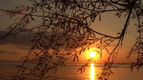 木の映像の後ろからのとても素敵な秋の夕日 — ストック動画