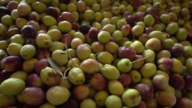 Çok güzel çiğ zeytin tanecikli görüntüler..