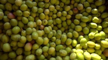 Çok güzel çiğ zeytin tanecikli görüntüler..