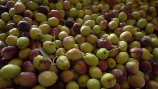 Foarte Frumos Grămezi Cereale Măsline Crude Imagini — Videoclip de stoc