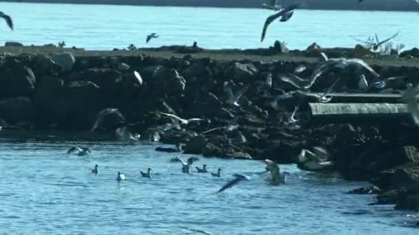 Fiskmåsen Flyger Skyn Lonely Seagull Flying Sky Måsen Svävar Skyn — Stockvideo