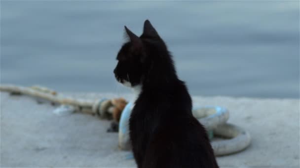 Tame Μαύρο Λευκό Χαριτωμένο Γάτα Marina Πλάνα — Αρχείο Βίντεο