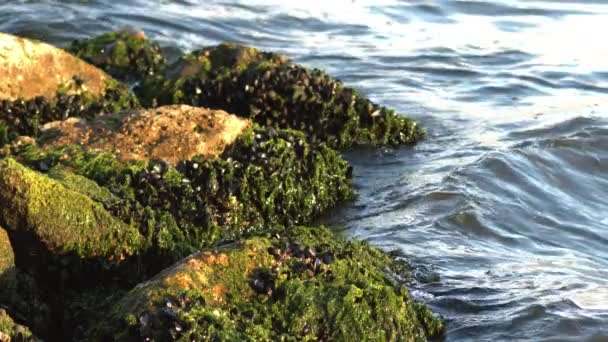 Mejillones Sobre Algas Imágenes Rocas Marinas — Vídeo de stock