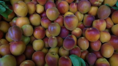 Taze Kayısı Çekimi Doli Çekimi.