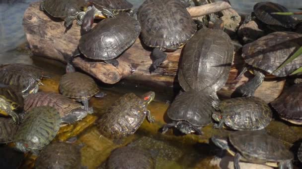 Χελώνες Νερού Ξεκούραση Και Κολύμπι Στην Πισίνα Του Νερού Χελώνες — Αρχείο Βίντεο