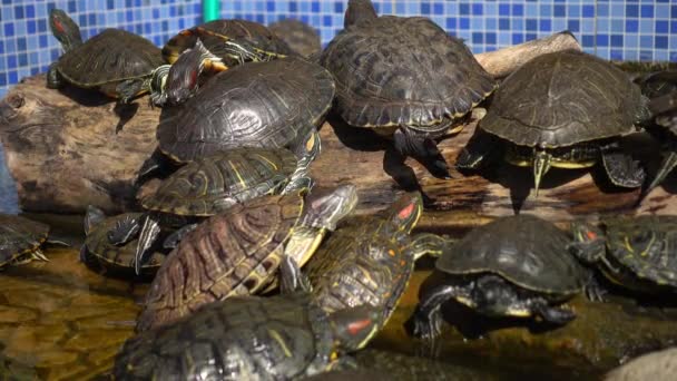 ウォーター タートルズウォーター プールでの休息と水泳 池の中のカメは休息して泳いでいます 彼らの可愛くて面白い形で 彼らは適切な吹き替え組成を作成します — ストック動画