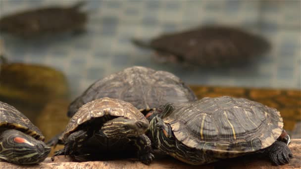 Tortugas Acuáticas Descansando Nadando Piscina Agua Las Tortugas Estanque Descansan — Vídeo de stock