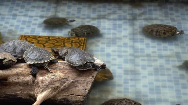 Waterschildpadden Rusten Zwemmen Het Waterzwembad Schildpadden Een Vijver Rusten Zwemmen — Stockvideo