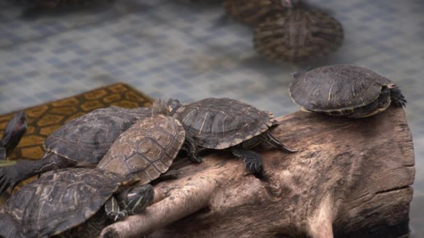 Tortues Eau Reposant Nageant Dans Piscine Eau Les Tortues Dans — Video