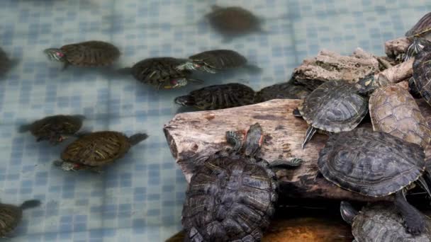 Водяні Черепахи Відпочивають Плавають Водоймі Черепахи Ставку Відпочивають Пливуть Своїй — стокове відео