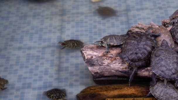 水龟在游泳池里休息和游泳 池塘里的海龟休息和游泳 他们以他们可爱而有趣的形式创作了一套合适的配音作曲 — 图库视频影像