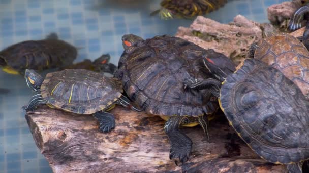 Waterschildpadden Rusten Zwemmen Het Waterzwembad Schildpadden Een Vijver Rusten Zwemmen — Stockvideo