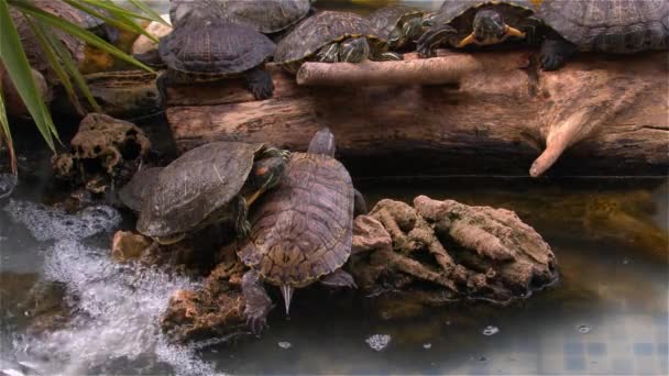 Wasserschildkröten Ruhen Und Schwimmen Wasserbecken Die Schildkröten Einem Teich Ruhen — Stockvideo