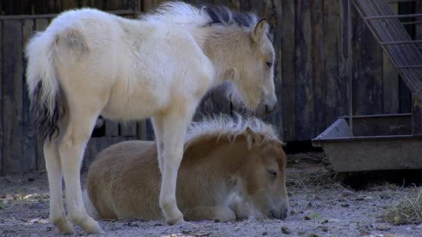 Ponies Barn Wind — Stock Video