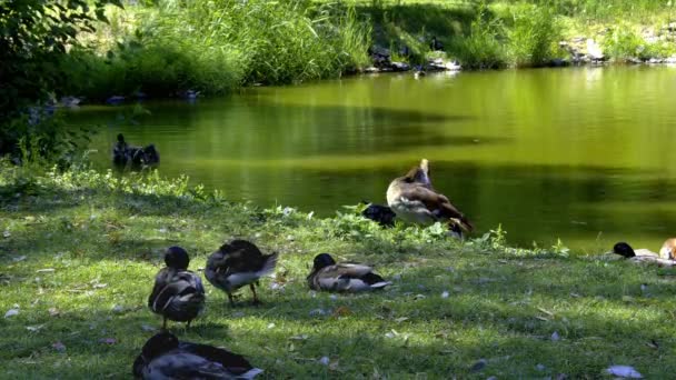 Ducks Resting Grooming Lake Footage — Stock Video