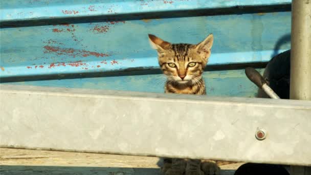 金属構造物の中で泣いている母親を見る子猫 — ストック動画